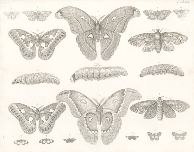 Item nr. 156020 Butterflies, moths, and caterpillars. Locupletissimi rerum naturalium thesauri accurata descriptio, et iconibus artificiossimis expressio, per universam physices historiam. Albert Seba.