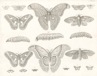 Butterflies, moths, and caterpillars. Locupletissimi rerum naturalium thesauri accurata descriptio, et iconibus artificiossimis expressio, per universam physices historiam.