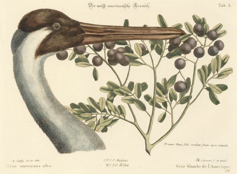Item nr. 156026 Grue blanche de l'Amerique. Sammlung verschneider auslandischer und seltener Vogel. Johann Michael Seligmann.