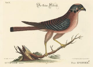Item nr. 156033 Petit Epervier. Sammlung verschneider auslandischer und seltener Vogel. Johann...