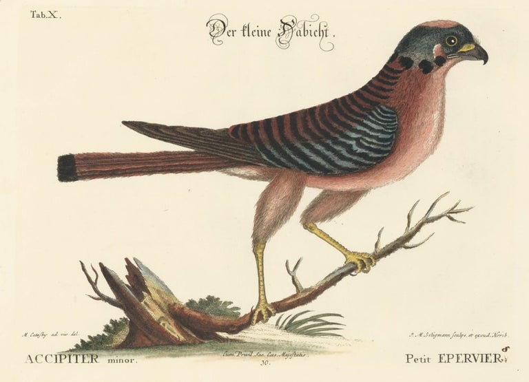 Item nr. 156033 Petit Epervier. Sammlung verschneider auslandischer und seltener Vogel. Johann Michael Seligmann.