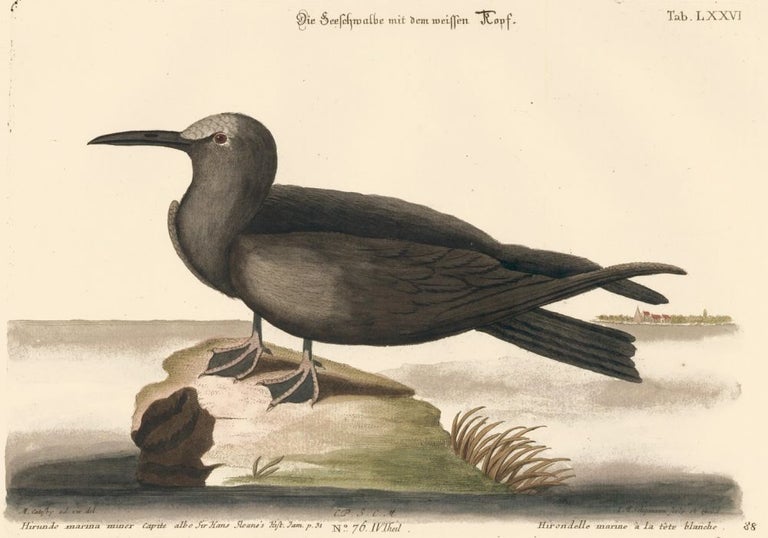 Item nr. 156065 Hirondelle marine a la tete blanche. Sammlung verschneider auslandischer und seltener Vogel. Johann Michael Seligmann.