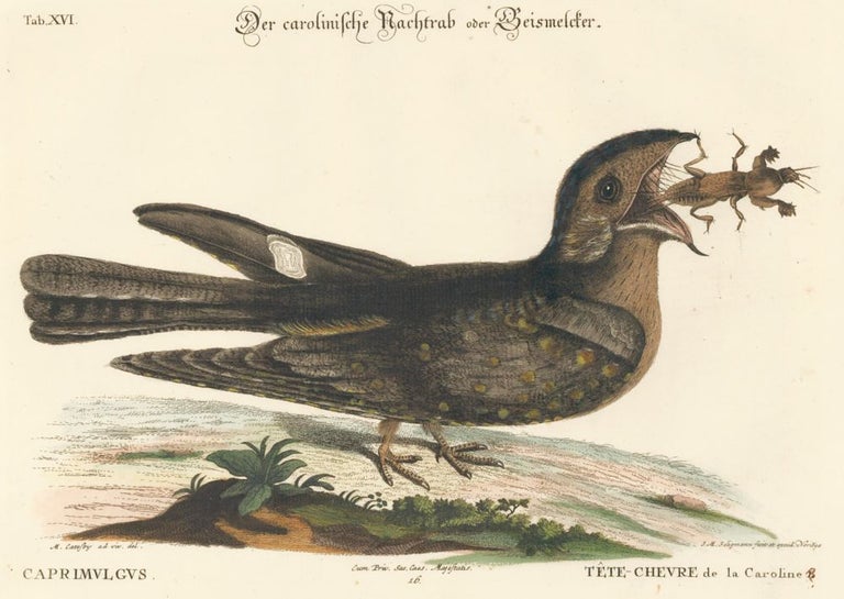 Item nr. 156067 Tete-Chevre de la Caroline. Sammlung verschneider auslandischer und seltener Vogel. Johann Michael Seligmann.