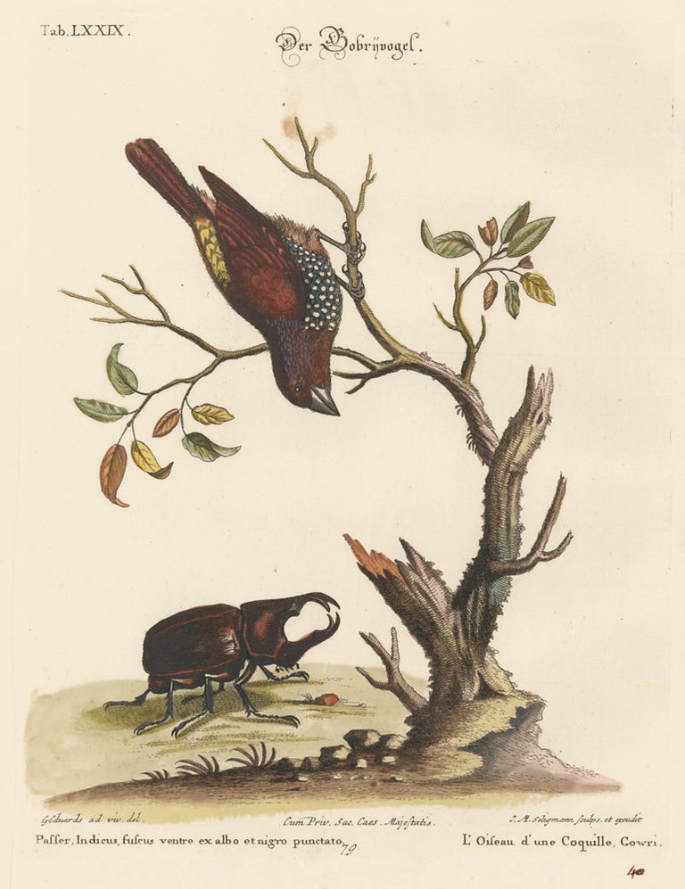 Item nr. 156070 L'Oileau d'une Coquille Gowri. Sammlung verschneider auslandischer und seltener Vogel. Johann Michael Seligmann.