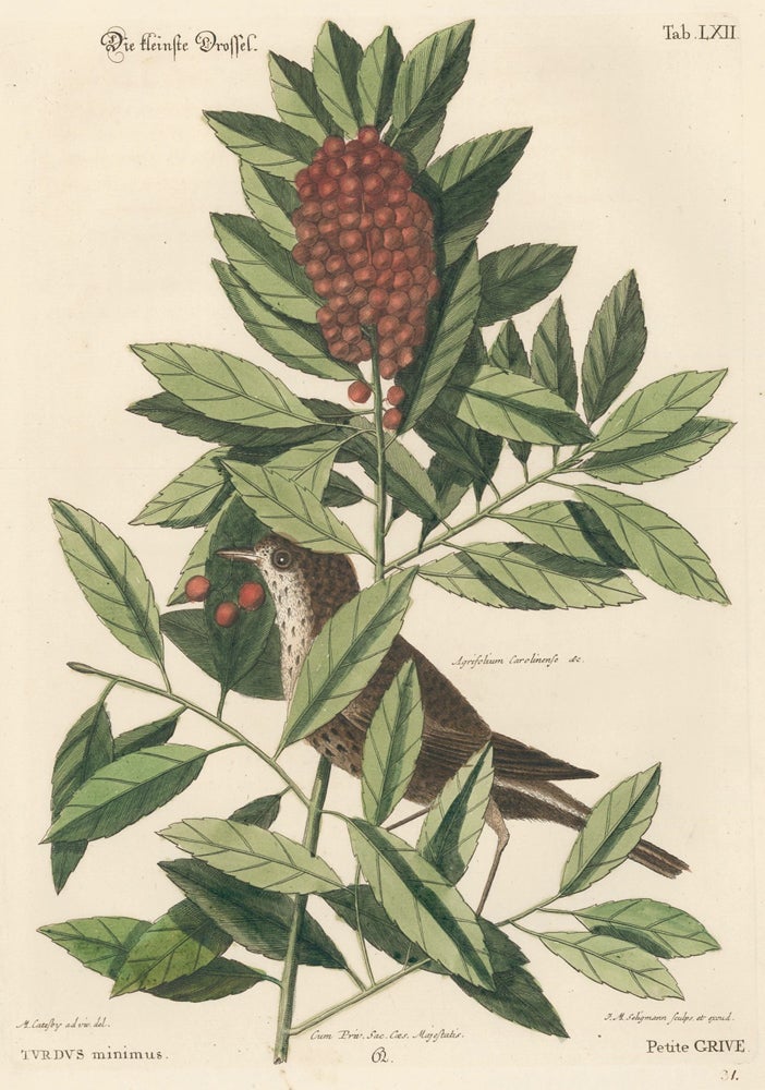 Item nr. 156073 Petite Grive. Sammlung verschneider auslandischer und seltener Vogel. Johann Michael Seligmann.