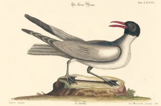 Item nr. 156074 La Mouette rieule. Sammlung verschneider auslandischer und seltener Vogel. Johann...