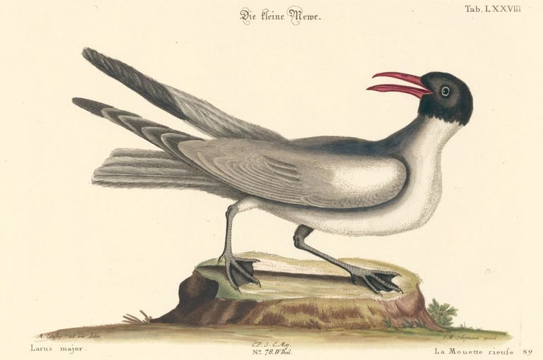 Item nr. 156074 La Mouette rieule. Sammlung verschneider auslandischer und seltener Vogel. Johann Michael Seligmann.