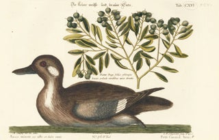 Item nr. 156075 Petit Canard brun. Sammlung verschneider auslandischer und seltener Vogel. Johann...