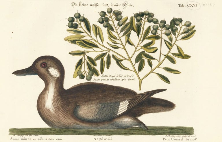 Item nr. 156075 Petit Canard brun. Sammlung verschneider auslandischer und seltener Vogel. Johann Michael Seligmann.