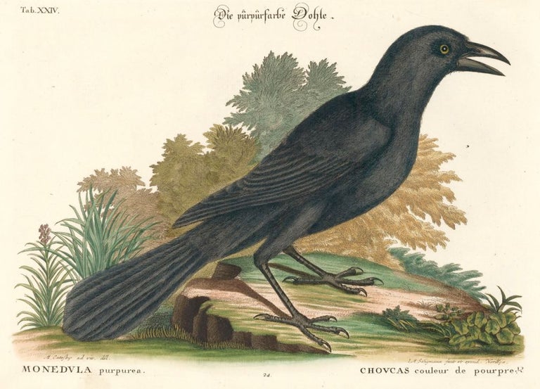 Item nr. 156078 Chovcas couleur de pourpre. Sammlung verschneider auslandischer und seltener Vogel. Johann Michael Seligmann.