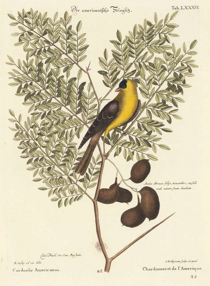 Item nr. 156079 Chardonneret de l'Amerique. Sammlung verschneider auslandischer und seltener Vogel. Johann Michael Seligmann.