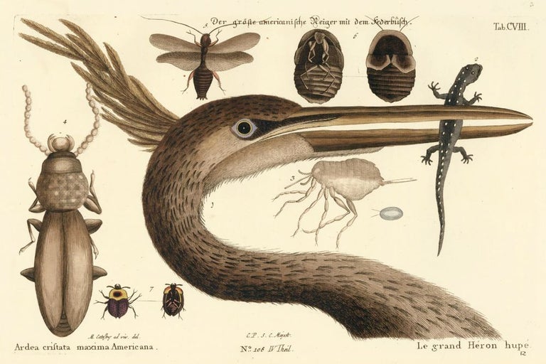 Item nr. 156080 Le grand Heron hupe. Sammlung verschneider auslandischer und seltener Vogel. Johann Michael Seligmann.