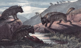 Item nr. 156105 Hyena. The Instructive Picture Book. Adam White, M H. H. J