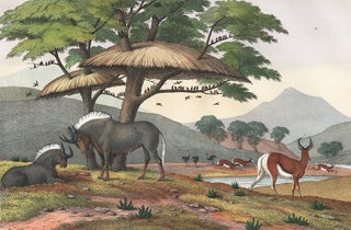 Item nr. 156106 Gnu and Springbok. The Instructive Picture Book. Adam White, M H. H J