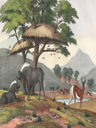Gnu and Springbok. The Instructive Picture Book.