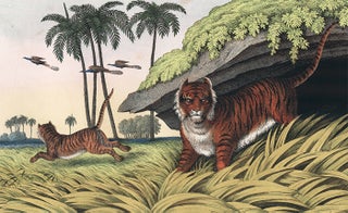 Item nr. 156108 Tiger. The Instructive Picture Book. Adam White, M H. H. J