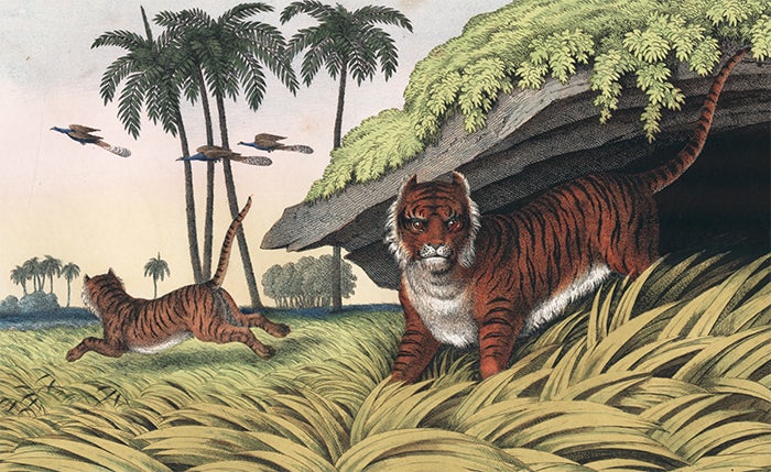 Item nr. 156108 Tiger. The Instructive Picture Book. Adam White, M H. H. J.