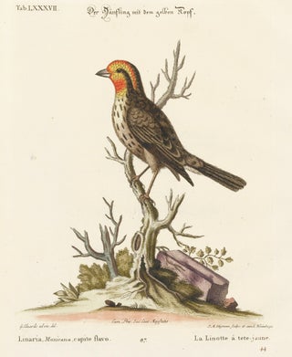 Item nr. 156140 La Linotte a tete-juane. Sammlung verschneider auslandischer und seltener Vogel....