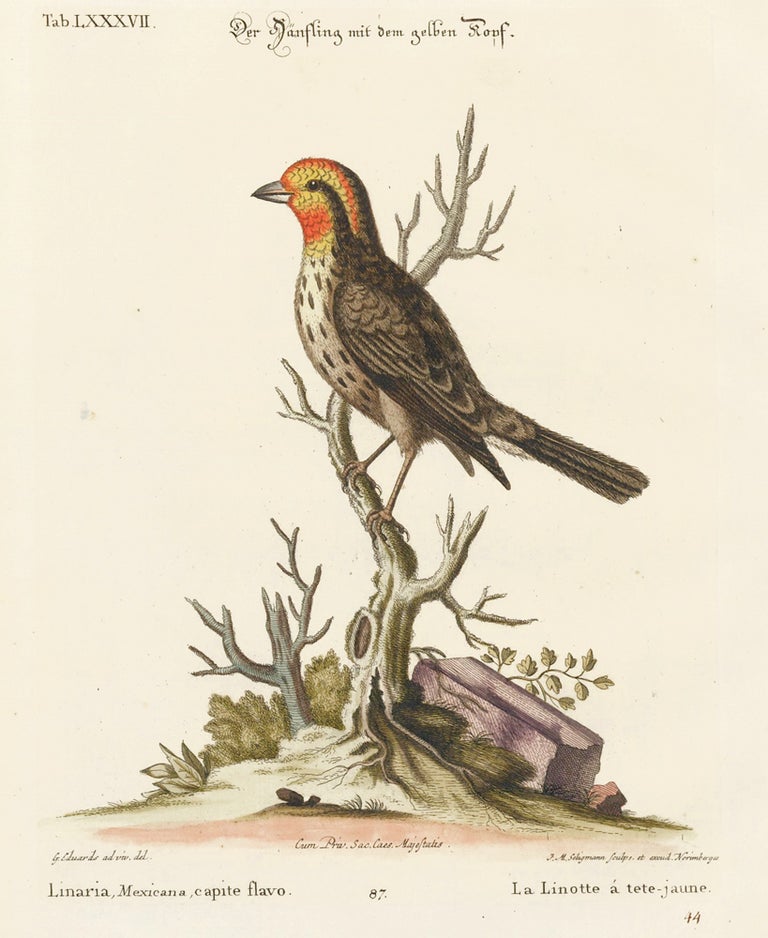 Item nr. 156140 La Linotte a tete-juane. Sammlung verschneider auslandischer und seltener Vogel. Johann Michael Seligmann.