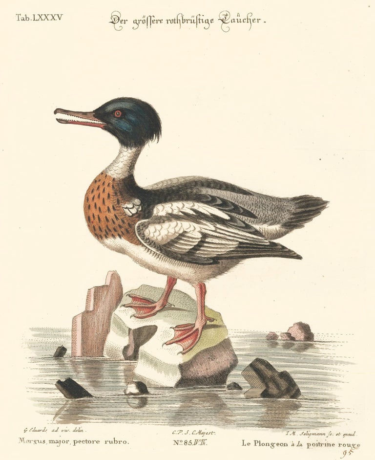 Item nr. 156141 Le Plongeon a la poitrine rouge. Sammlung verschneider auslandischer und seltener Vogel. Johann Michael Seligmann.