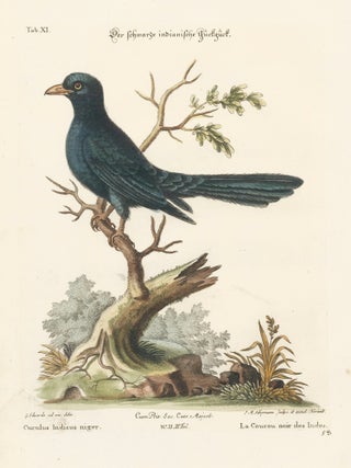 Item nr. 156142 La Coucou noir des Indes. Sammlung verschneider auslandischer und seltener Vogel....