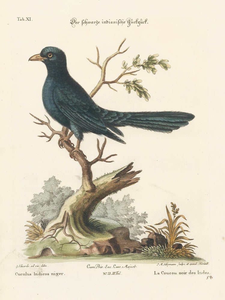 Item nr. 156142 La Coucou noir des Indes. Sammlung verschneider auslandischer und seltener Vogel. Johann Michael Seligmann.