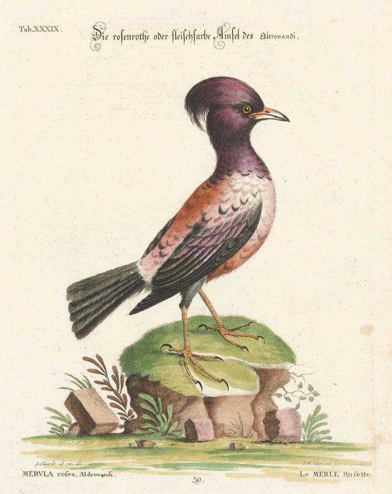 Item nr. 156144 Le Merle Rosette. Sammlung verschneider auslandischer und seltener Vogel. Johann Michael Seligmann.