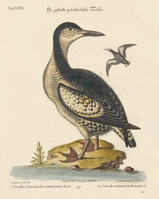 Item nr. 156147 Le Schomburgher. Sammlung verschneider auslandischer und seltener Vogel. Johann...