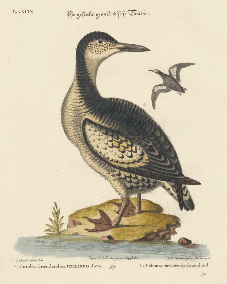 Item nr. 156147 Le Schomburgher. Sammlung verschneider auslandischer und seltener Vogel. Johann Michael Seligmann.