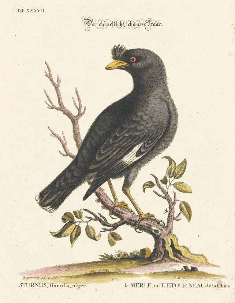 Item nr. 156148 Le Merle, ou L'Etour Neau de la Chine. Sammlung verschneider auslandischer und seltener Vogel. Johann Michael Seligmann.