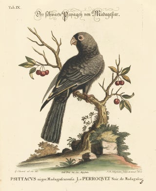 Item nr. 156158 Le Perroquet noir de Madagasear. Sammlung verschneider auslandischer und seltener...