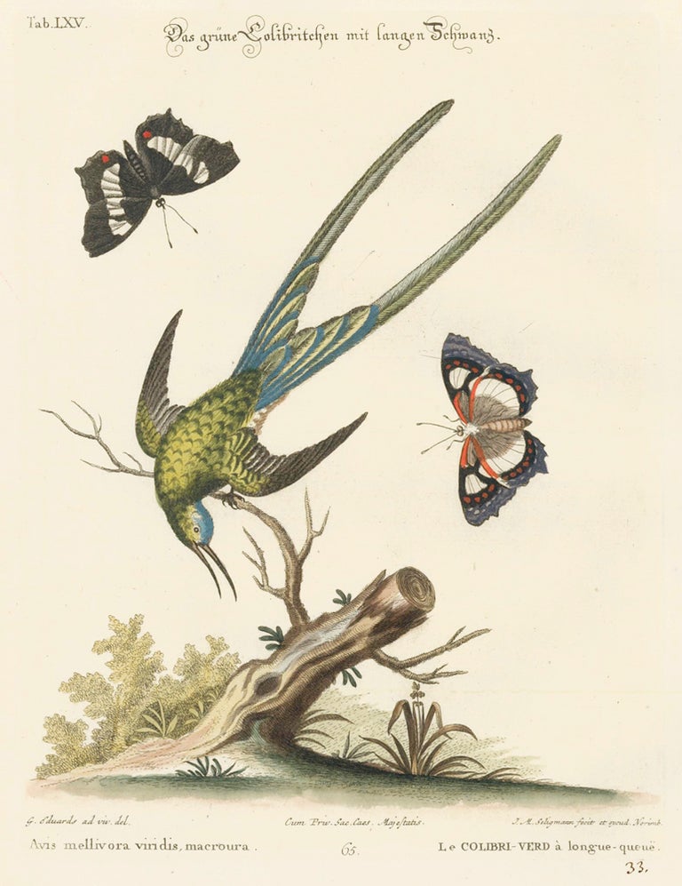 Item nr. 156161 Le Colibri-Verd a longue-queue. Sammlung verschneider auslandischer und seltener Vogel. Johann Michael Seligmann.