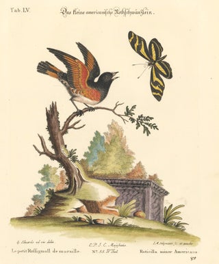 Item nr. 156162 Ruticilla minor Americana. Sammlung verschneider auslandischer und seltener...