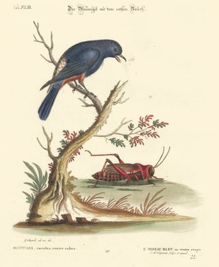 Item nr. 156164 L'Oiseau Bleu. Sammlung verschneider auslandischer und seltener Vogel. Johann...
