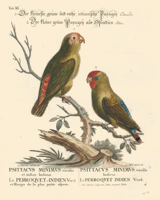Item nr. 156165 Psittacus Minimus and le Perroquet Indien. Sammlung verschneider auslandischer...