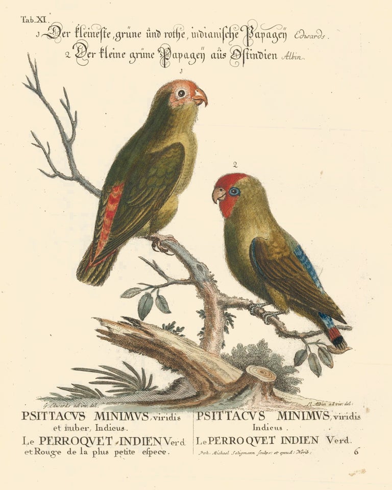 Item nr. 156165 Psittacus Minimus and le Perroquet Indien. Sammlung verschneider auslandischer und seltener Vogel. Johann Michael Seligmann.
