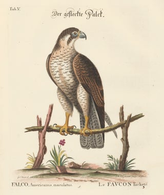 Item nr. 156166 Le Faucon Tachete. Sammlung verschneider auslandischer und seltener Vogel. Johann...