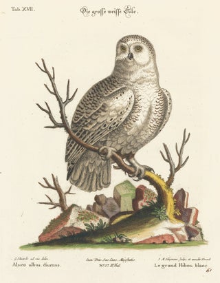 Item nr. 156167 Le grand Hibou blanc. Sammlung verschneider auslandischer und seltener Vogel....