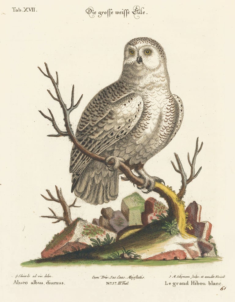 Item nr. 156167 Le grand Hibou blanc. Sammlung verschneider auslandischer und seltener Vogel. Johann Michael Seligmann.