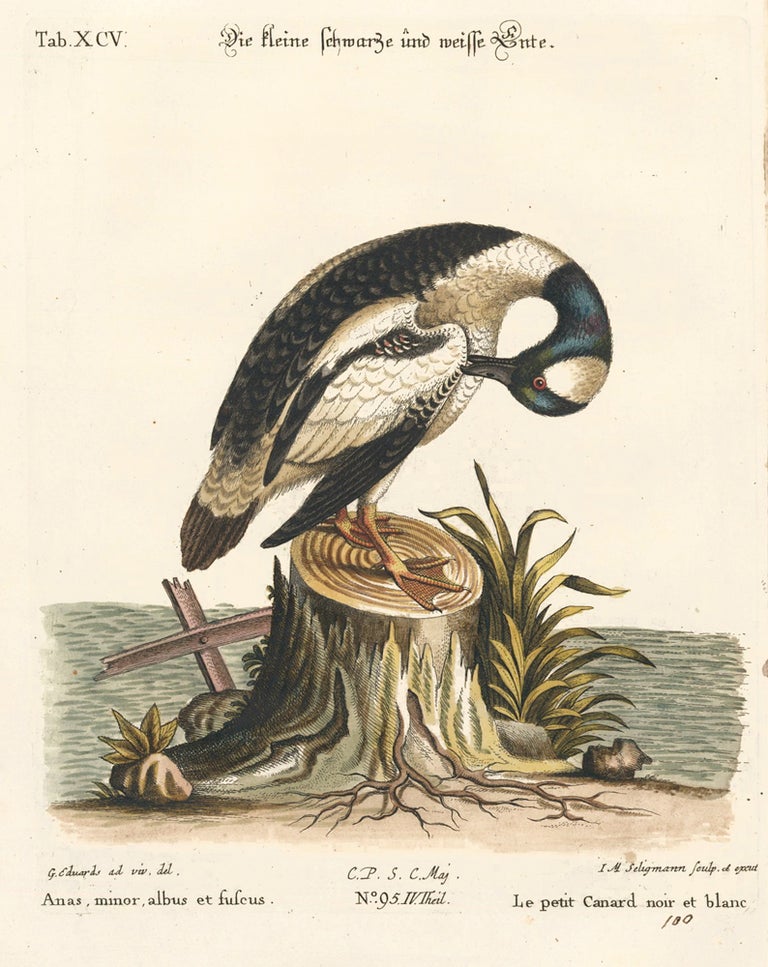 Item nr. 156168 Le petit Canard noir et blanc. Sammlung verschneider auslandischer und seltener Vogel. Johann Michael Seligmann.