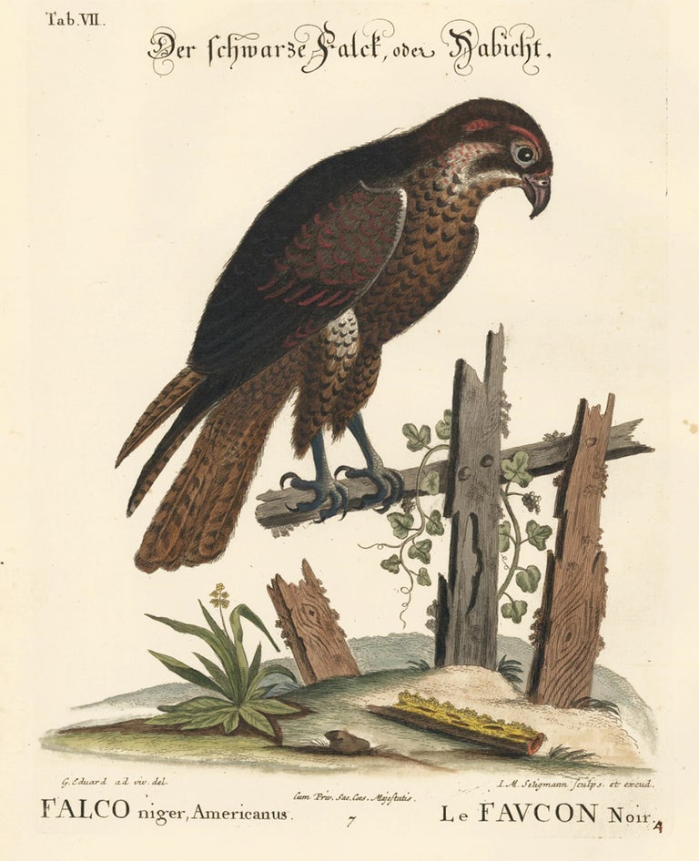 Item nr. 156169 Le Faucon Noir. Sammlung verschneider auslandischer und seltener Vogel. Johann Michael Seligmann.