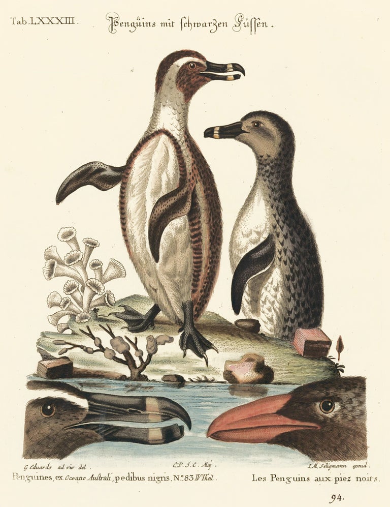 Item nr. 156170 Les Penguins aux piez noirs. Sammlung verschneider auslandischer und seltener Vogel. Johann Michael Seligmann.