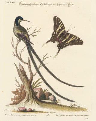 Item nr. 156172 Le Colibri a tete noire et longue-queue. Sammlung verschneider auslandischer und...