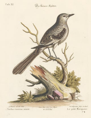 Item nr. 156173 Le petit Mocqueur. Sammlung verschneider auslandischer und seltener Vogel. Johann...