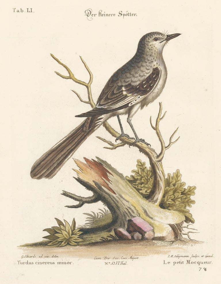 Item nr. 156173 Le petit Mocqueur. Sammlung verschneider auslandischer und seltener Vogel. Johann Michael Seligmann.