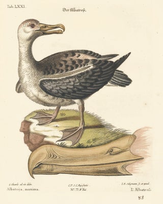 Item nr. 156175 L'Albatross. Sammlung verschneider auslandischer und seltener Vogel. Johann...