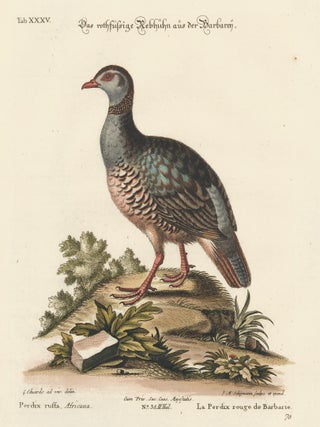 Item nr. 156176 Le Perdix rouge de Barbarie. Sammlung verschneider auslandischer und seltener...