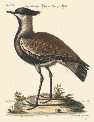 Item nr. 156177 Le Pluvier des Indes. Sammlung verschneider auslandischer und seltener Vogel....