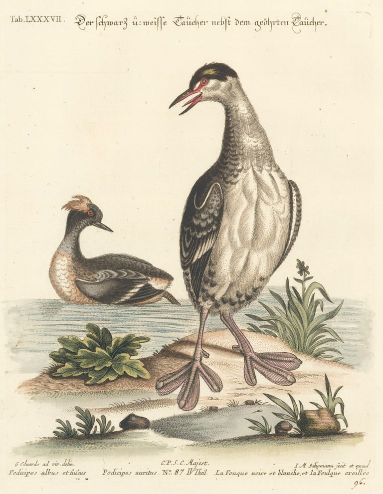Item nr. 156178 La Fouque noire et blanche. Sammlung verschneider auslandischer und seltener Vogel. Johann Michael Seligmann.