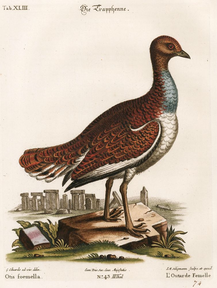 Item nr. 156179 L'Outarde Femelle. Sammlung verschneider auslandischer und seltener Vogel. Johann Michael Seligmann.